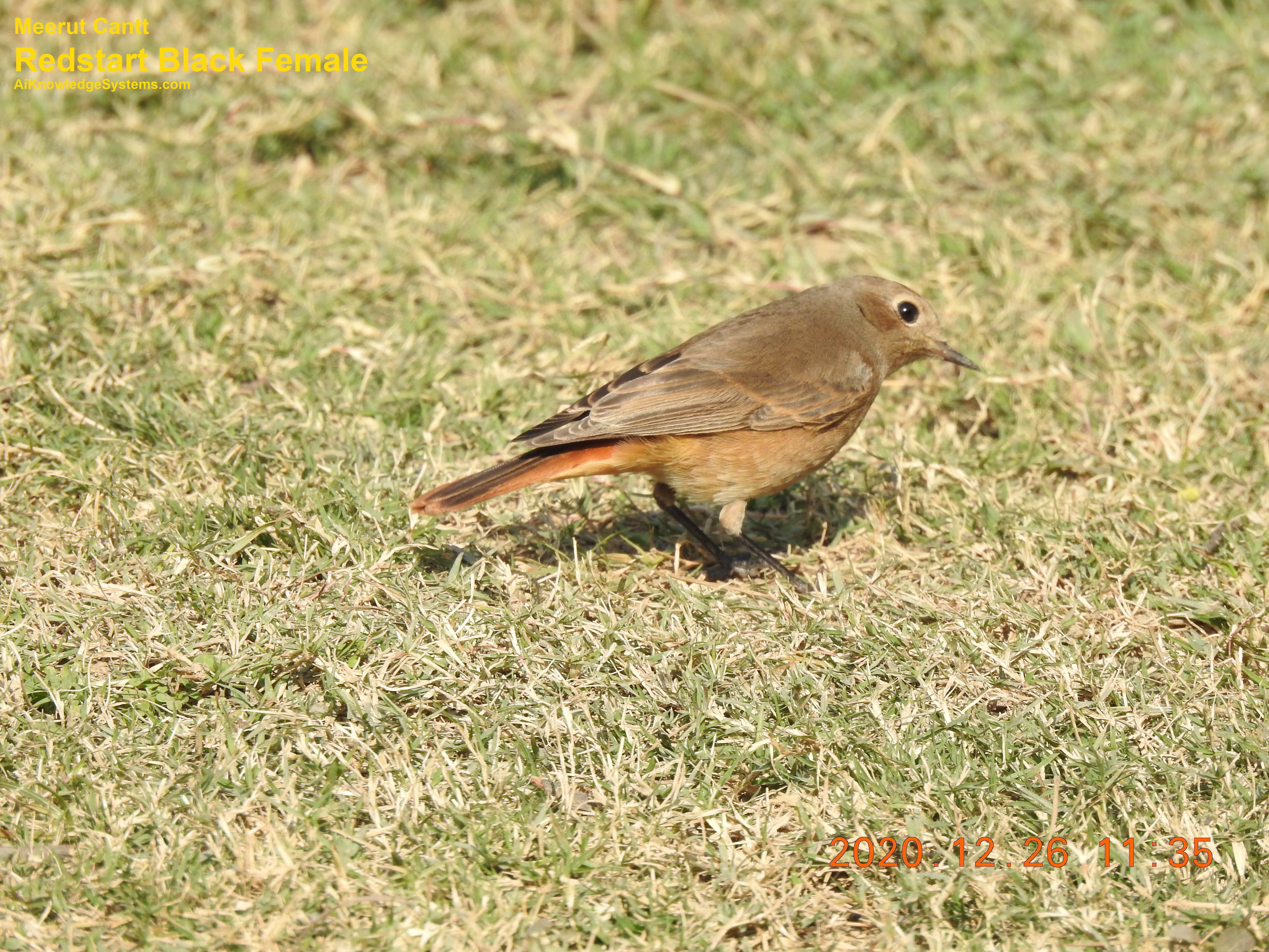 Redstart (16) Coming Soon